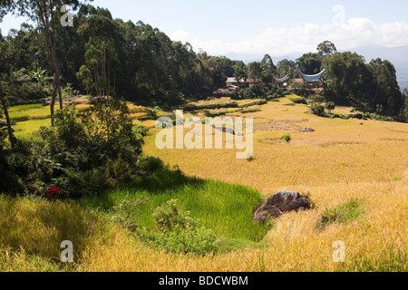 Indonesia Sulawesi Tana Toraja Lokkomata risaie vicino al villaggio di case tradizionale al tempo del raccolto Foto Stock