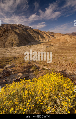 Brittlebush fioritura in primavera a Darwin a Canyon vicino Panamint Valley Death Valley National Park California USA Foto Stock