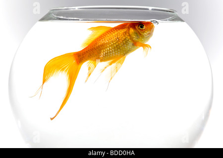 Chiudere orizzontale di un arancio brillante goldfish [Carassius auratus] nella parte superiore di un pesce tondo ciotola contro uno sfondo bianco Foto Stock