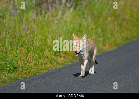 Coyote a caccia nei campi (Canis latrans) Foto Stock