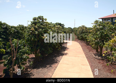 Coffee Tree maze a Kauai Coffee Company HI Foto Stock