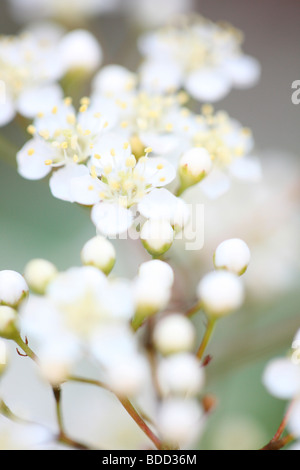 Scarlet firethorn - fine art Jane-Ann fotografia fotografia Butler JABP559 Foto Stock