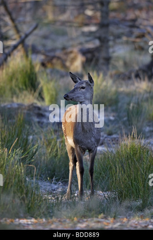 Rothirsch (Cervus elaphus) Red Deer - femmina Foto Stock