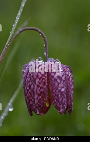 Schachblume (Fritillaria meleagris) fiore di scacchi Foto Stock