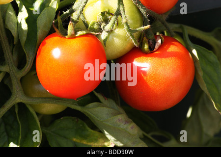 Pomodori maturazione sulla pianta Foto Stock