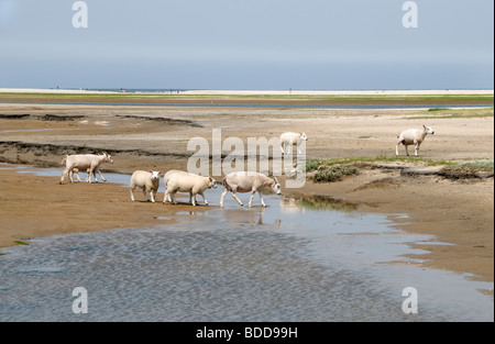 Il slufter nationalpark sul proiettore Texel marea flusso riflusso Paesi Bassi Hollands Mare Borra Waddenzee ovini Foto Stock