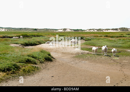 Il slufter nationalpark sul proiettore Texel marea flusso riflusso Paesi Bassi Hollands Mare Borra Waddenzee ovini Foto Stock