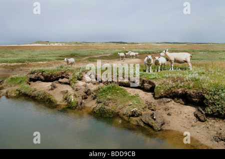 Il slufter nationalpark sul proiettore Texel marea flusso riflusso Paesi Bassi Hollands Mare Borra Waddenzee ovini Foto Stock