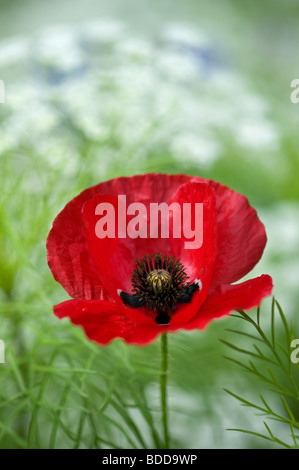 Papaver rhoeas papavero in Ammi majus, Vescovi infestante Foto Stock