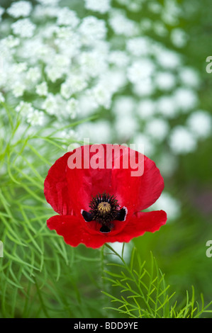 Papaver rhoeas papavero in Ammi majus, Vescovi infestante Foto Stock