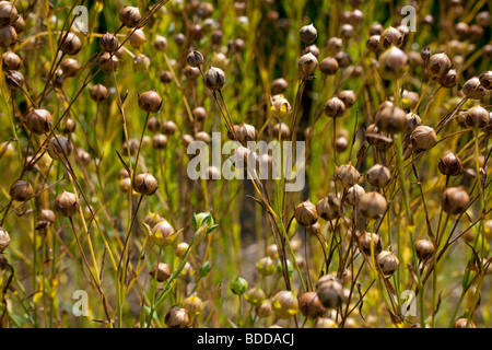 Lino Linum usitatissimum Foto Stock