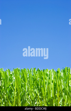 Il taglio di erba, angolazione bassa pianura contro il cielo blu Foto Stock