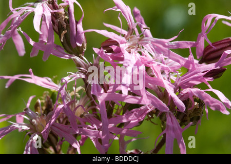 Primo piano di Ragged Robin Fiori (Lychnis flos-cuculi) in un prato di Devon. Foto Stock