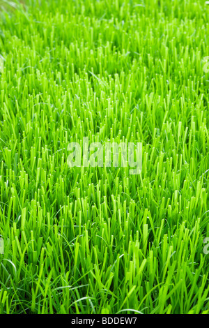 Erba del prato inglese Foto Stock
