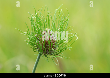 Cipolle selvatiche (Allium vineale var compactum) Foto Stock