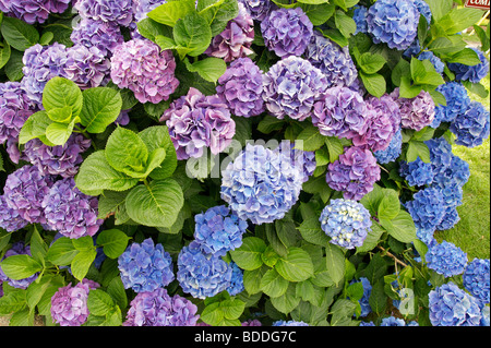 Hydrangea macrophylla crescendo in Massachusetts. Foto Stock