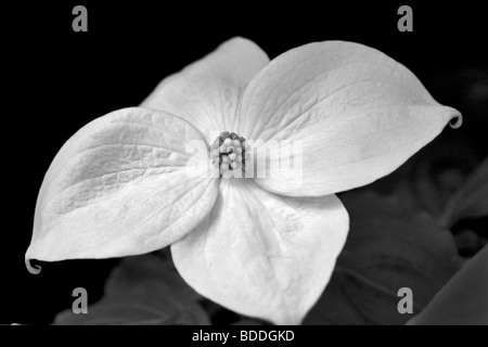 Close up sanguinello blossoms. Oregon Foto Stock