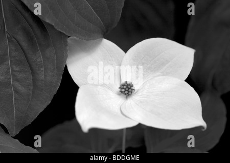 Close up sanguinello blossoms. Oregon Foto Stock