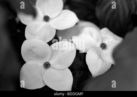 Close up sanguinello blossoms. Oregon Foto Stock