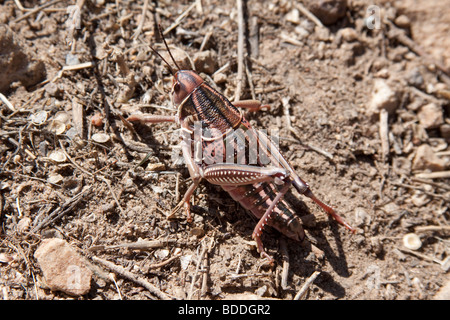 Un deserto locust trovato a circa 5800 piedi in elevazione nelle alte pianure del deserto di Colorado Foto Stock