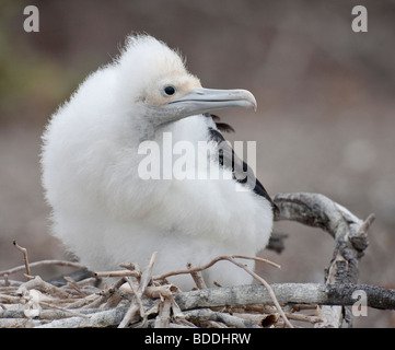 A Nazca Booby chick attende sul suo nido per i suoi genitori a tornare con il cibo su Genovesa (Torre) Isola del Principe Filippo le fasi. Foto Stock