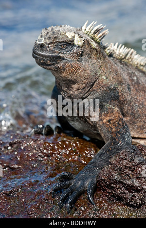 Un Marine Iguana pone al sole su una roccia lungo il litorale di Fernandina (Narborough) Isola. Foto Stock