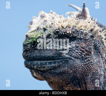 Un Marine Iguana pone al sole su Fernandina (Narborough) Isola. Foto Stock