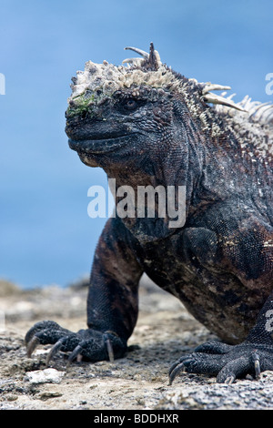 Un Marine Iguana pone al sole sul suolo di origine vulcanica di Fernandina (Narborough) Isola. Foto Stock