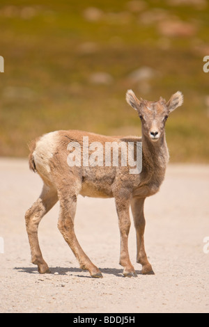 Rocky Mountain Bighorn (Ovis canadensis) Foto Stock