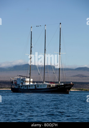 L Alta, una carta per visitare le isole Galapagos, siede ancorato in Black Turtle Cove off Santa Cruz (infaticabile) Isola. Foto Stock