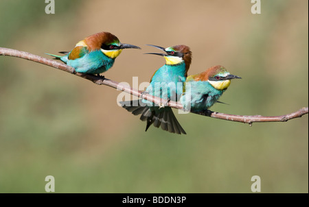 Tre comunità gruccioni; Merops apiaster; appollaiate sul ramo del comportamento di accoppiamento Foto Stock