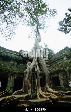 Ta Prohm tempio complesso, Angkor, Cambogia. Foto Stock