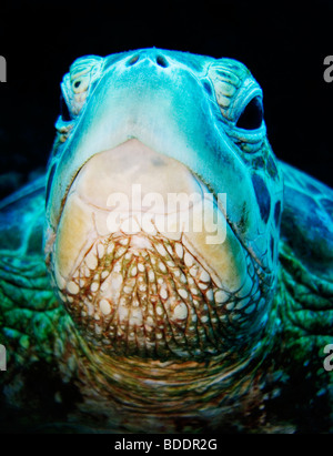 Una tartaruga verde (subacquea) vicino a Sipadan Island (Sabah, Borneo, Malesia), uno del mondo top dive destinazioni. Foto Stock