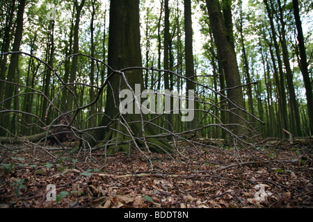 Vecchia Foresta nel Jasmund Parco nazionale sull'isola di Ruegen, Germania settentrionale. Foto Stock