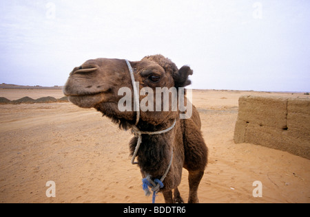 Un cammello utilizzati per il trasporto di turisti tra le dune di Erg Chebbi nel Sahara del Marocco meridionale Foto Stock