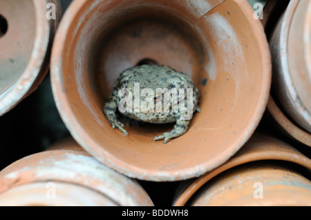 Giardino benefico della fauna selvatica, il rospo comune, (Bufo bufo) predator di lumache afidi etc, seduto tra i vasi di terracotta, UK, Giugno Foto Stock