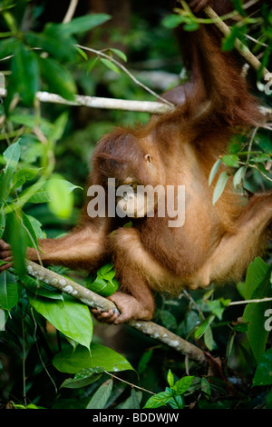 Semi-wild baby orangutan in Semenggoh Centro di riabilitazione, Sarawak, Borneo Malese. Foto Stock