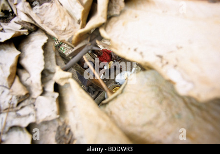 Pigmei Baka la madre e il bambino nel loro rifugio in un villaggio nella foresta pluviale al confine con il Gabon e il Congo, l'Africa Centrale. Foto Stock