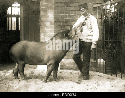 Zookeeper tapiro di alimentazione in cattività Foto Stock