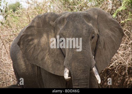 Zambia, Tafika Camp, Luangwa River, a sud Luangwa National Park John & Carol Coppinger. Elefante Foto Stock