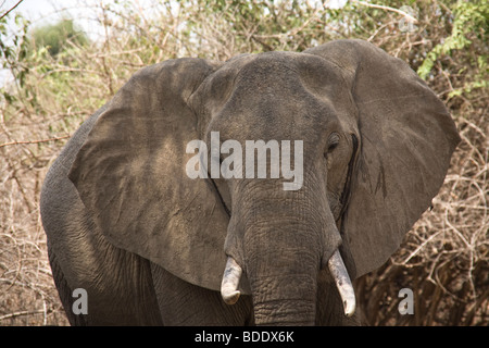 Zambia, Tafika Camp, Luangwa River, a sud Luangwa National Park John & Carol Coppinger. Elefante Foto Stock