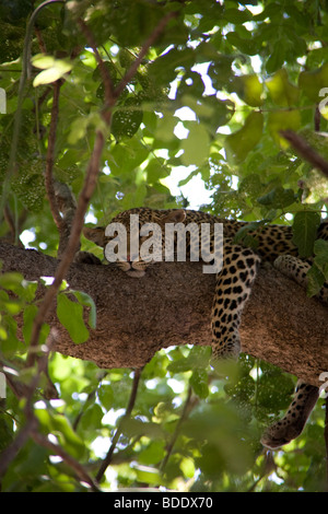 Zambia, Tafika Camp, Luangwa River, a sud Luangwa National Park. Il Jeep Safari ,Bush Leopard Panthera pardus Foto Stock