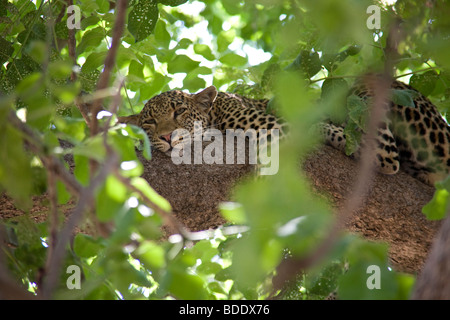 Zambia, Tafika Camp, Luangwa River, a sud Luangwa National Park. Il Jeep Safari ,Bush Leopard Panthera pardus Foto Stock