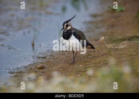 Pavoncella. Vanellus vanellus (Charadridae) Foto Stock