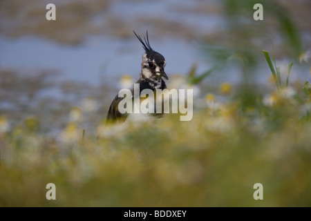 Pavoncella. Vanellus (Charadridae) Natura Wildlife Foto Stock