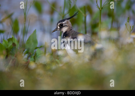 Pavoncella. Vanellus (Charadridae) Natura Wildlife Foto Stock