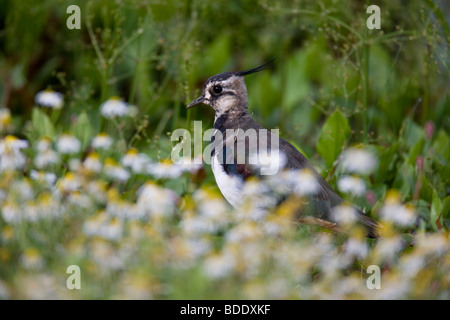 Pavoncella. Vanellus (Charadridae) Natura Wildlife Foto Stock