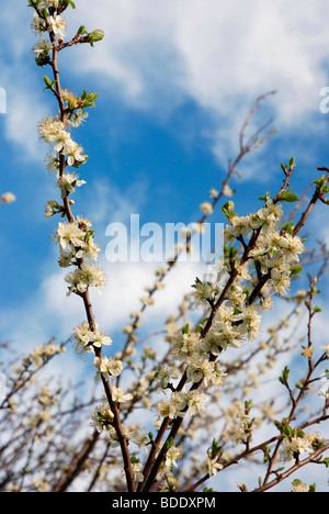 Lyth Valley Damson albero in fiore Foto Stock