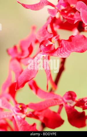 Incredibile azima mokara orchid - fine art Jane-Ann fotografia fotografia Butler JABP566 Foto Stock