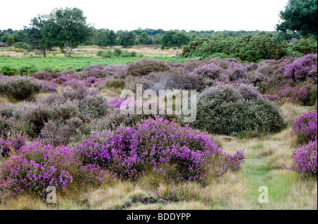 Westleton Heath, tra Westleton e Dunwich, Suffolk, Inghilterra. Il terreno sabbioso è un paradiso di eriche, pini e ginestre. Foto Stock